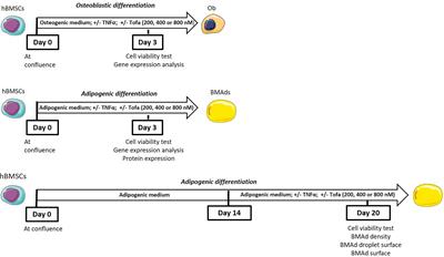 Stimulatory Effect of Tofacitinib on Bone Marrow Adipocytes Differentiation